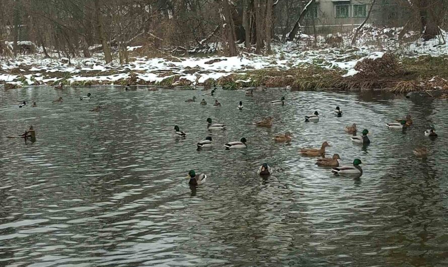 Водойму Славути заполонили крижні: поради екологів, як пережити зиму