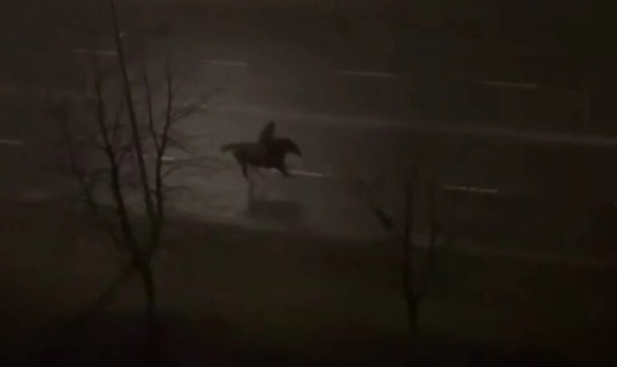 У Нетішині відбулася “епічна погоня” за вершником на коні